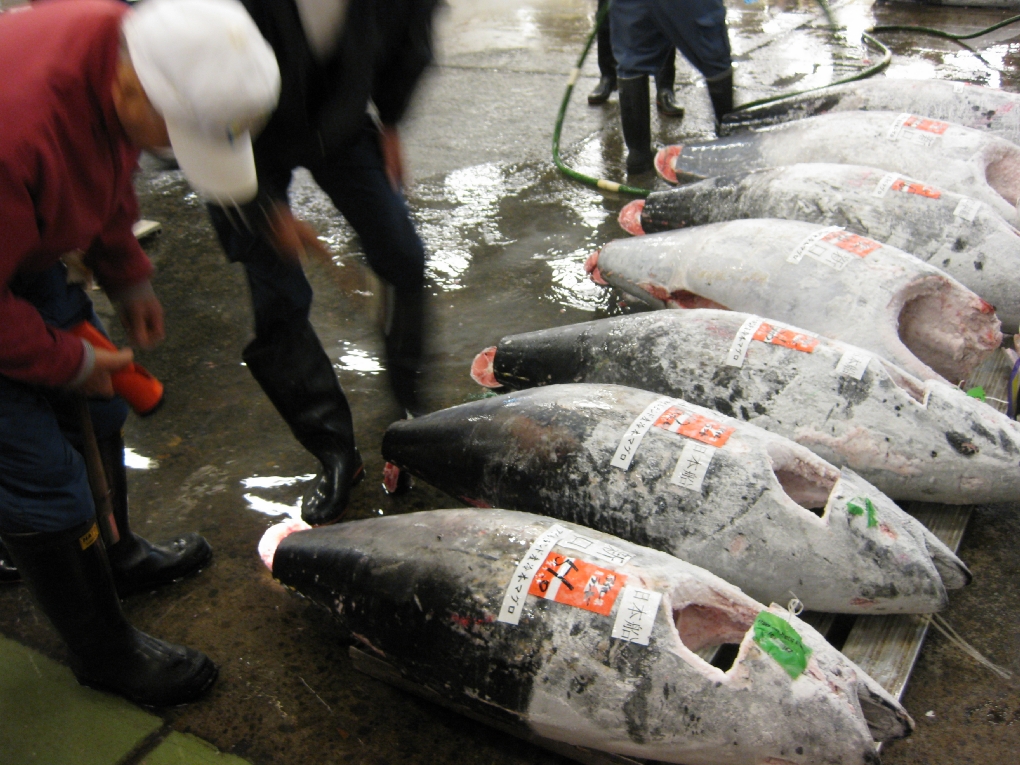 wholesaler checking the tuna
